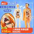 인체 모델 탈착식 조립 구조 뼈 장기 3D 골격 내부 장기 의학 해부학 유아 장난감의 그림